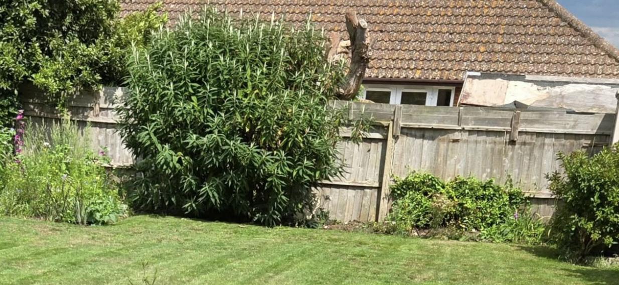 Tired grey fence panels before replacement in Hythe